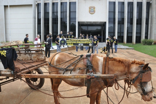 Em protesto, PF coloca mula na delegacia