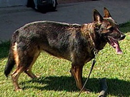 Cães são treinados para ajudar nas operações da Polícia Federal »